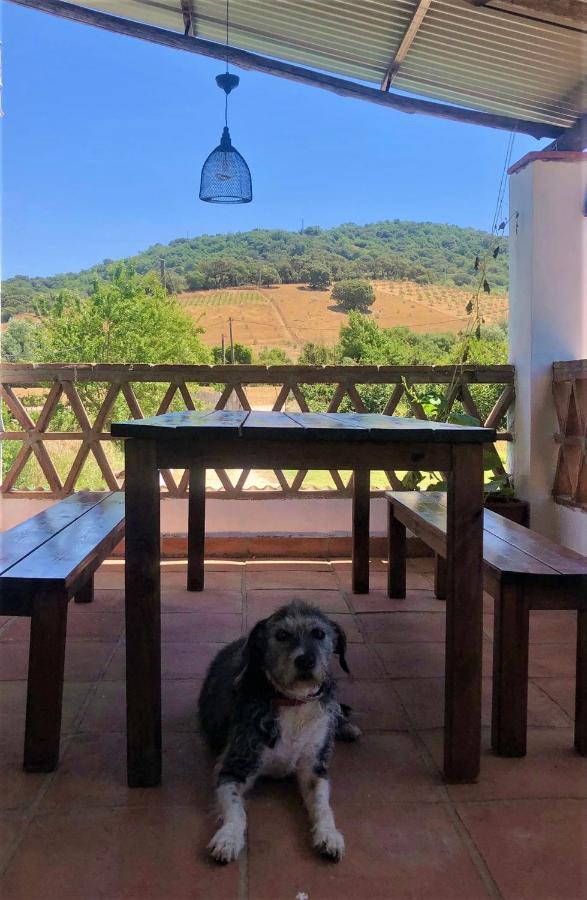 La Rana *